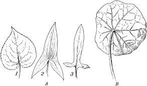 Maybe you would like to learn more about one of these? Leaf Bases Clipart Etc