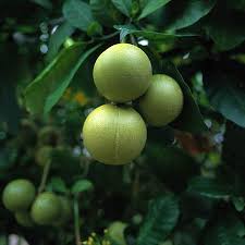 Image result for Tabernaemontana crassa