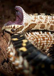 Just Here Playing Dead Western Hognose Snake Heterodon Nasicus Credit Justin Revington Moyer For More Hognose Snake Western Hognose Snake Snake Lovers