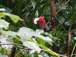 Image result for Stathmostelma pauciflorum