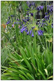 Image result for Agapanthus inapertus