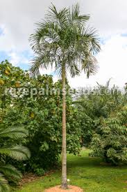 Image result for Carpentaria