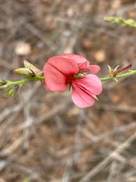 Image result for Indigofera heterotricha