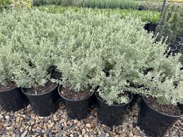 Image result for Rhagodia