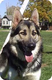 Welcome to our kennels in colorado. Denver Co German Shepherd Dog Meet Thor A Pet For Adoption