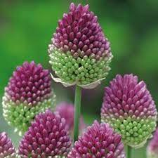 Allium Drumstick Garden Express Allium Sphaerocephalon Beautiful Flowers Pretty Flowers