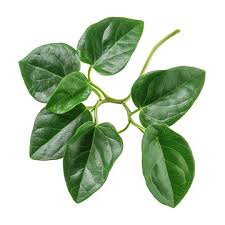 Image result for Tinospora tenera