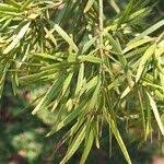 Image result for Afrocarpus usambarensis