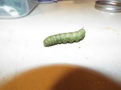 I use a small repti breeze screen cage. Raising Tomato Hornworm