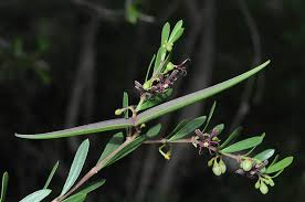 Image result for Periploca