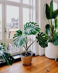 Plants Versus Zombies Bonnie Plants Jobs Plant Support Cage Plants Versus Zombies Snow Thanks Woodla Diy Plant Stand House Plants Decor Indoor Plants