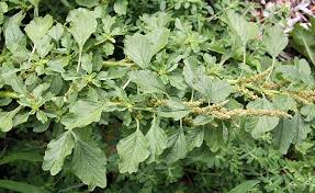 Image result for Amaranthus blitum