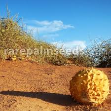 Image result for Acanthosicyos