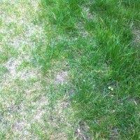 Rasen Neuanlage Boden Platten Walzen Setzen Lassen Hausbau Blog In 2020 Rasen Anlegen Wann Rasen Sahen Gruner Rasen