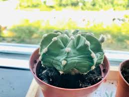 So your cutting/s have arrived. Help Domino Cactus Fuzzy Things Fell Off Cactus