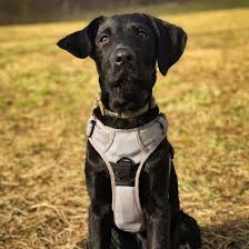 Most purebred labrador retriever owners can expect their pets to pass away somewhere in that range. Is The Lab Pointer Mix The Best Pet For Your Family K9 Web