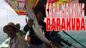 Umpan minow diseret dengan perahu yang melaju di area spot ikan. Cara Mancing Ikan Barakuda Teknik Troling Barracuda Fishing Youtube