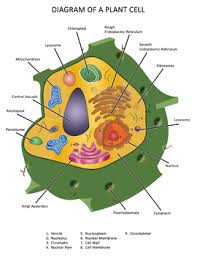 The diagram, like the one above, will include labels of the cells of animals are the basic structural units for the wide variety of life we see in the animal kingdom. Plant Cell Unlabeled Worksheets Teaching Resources Tpt
