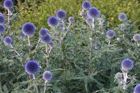 Different types and kinds of beautiful flowers and blossoming plants of the world with a to z list navigation and images. 17 Types Of Thistles To Grow In Your Garden Horticulture