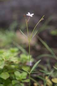 Image result for Kohautia