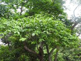 Image result for Holarrhena floribunda