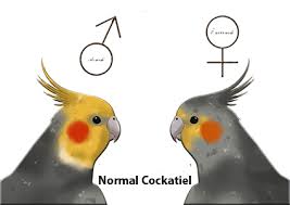 the cockatiel