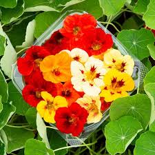 Image result for Nasturtium