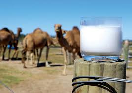 Islamic dream interpretation camel and dream meaning. Qcamel Is Making Camel Milk Chocolate In Australia Sbs Food