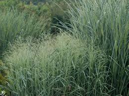 Image result for Panicum merkeri