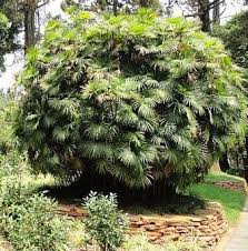 Lady palm tree is very cold hardy and can tolerate cold down to 15f. Lady Palms