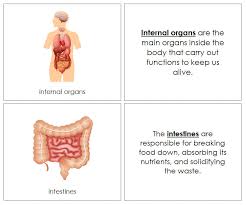 Image result for internal organs