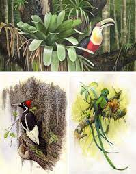 Entradas Sobre Ilustracion En Tillandsias Aereas Ilustracion De Botanica Aves Aves Exoticas