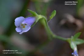 Image result for Phrymaceae