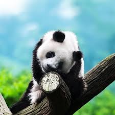 Jun 06, 2021 · biru lucu panda tema wallpaper ponsel aplikasi di google play. Hd Kiss Anime Love Wallpapers Peakpx