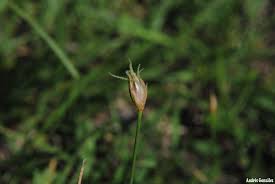 Image result for Abildgaardia ovata