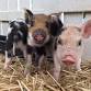 Animal Farm event image