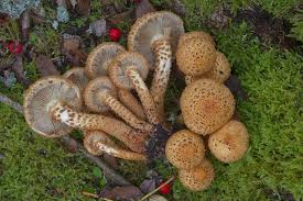 Image result for Xerophyta squarrosa