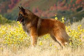 Gsds range in weight from 65 to 90 pounds. Belgian Tervuren Dog Breed Information
