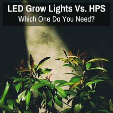 And almost every type of lamp has been used for the purpose. Led Grow Lights Vs Hps Which One Do You Need Grow Light Info
