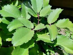 Image result for Kalanchoe pinnata