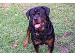 From puppies to seniors, we help dogs of all life stages put their best paw forward with positive dog training classes. Rottweiler Puppies For Sale