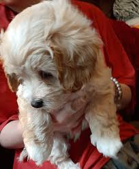 With their big brown eyes, small stature and round faces they are unquestionably adorable. Maltipoo Puppies For Sale Wellston Oh 358051 Petzlover