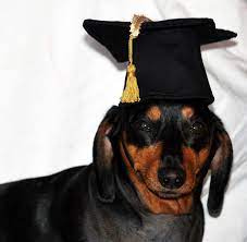 Pin By Cindy Bell On Doxie Dress Up Hats Cute Hats Pet Holiday