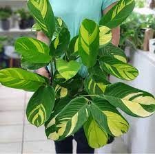 W naturze można ją spotkać na terenie brazylii. Smart Plant Plant Care App On Instagram It S A Maranta It S A Calathea No It S Ctenanthe C T E N A N T H E Plant Aesthetic Plants Mosaic Plant