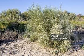 Image result for Retama monosperma