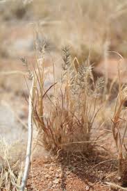 Image result for Schmidtia kalahariensis