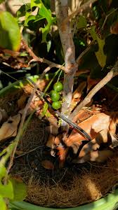 Image result for Garcinia sp. 1.