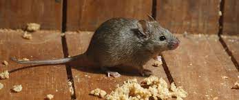 Pest control workers, or exterminators, eliminate mice, rats, roaches, termites and other pests to pest control businesses often have a seasonal nature. Rodent Control Traps Rat Extermination Fast Free Shipping