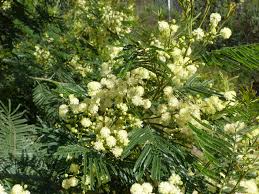 Image result for Acacia decurrens