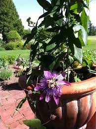 Passion Flower Passiflora This Appears To Be A Passiflora Vine Of Which There Are Several Species And Hybrids They Have Spi Passion Flower Plants Seed Pods